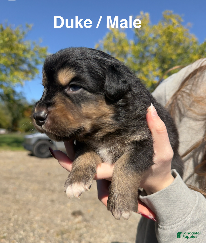 Australian Shepherd dogs for sale: Duke - Ad 21