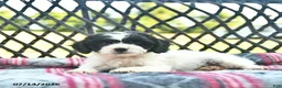 Cavapoo dogs for sale: Whisper  - Ad 3