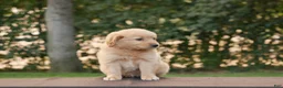 Goldendoodle dogs for sale: Hank - Ad 1