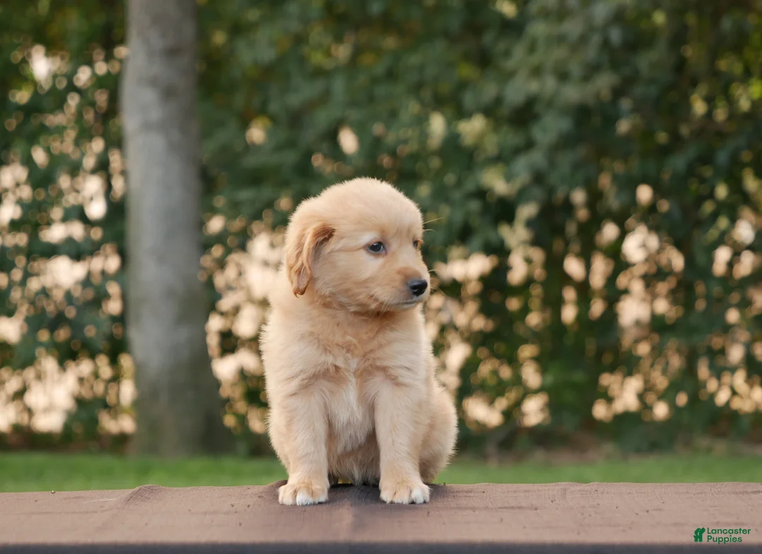 Goldendoodle dogs for sale: Hank - Ad 1