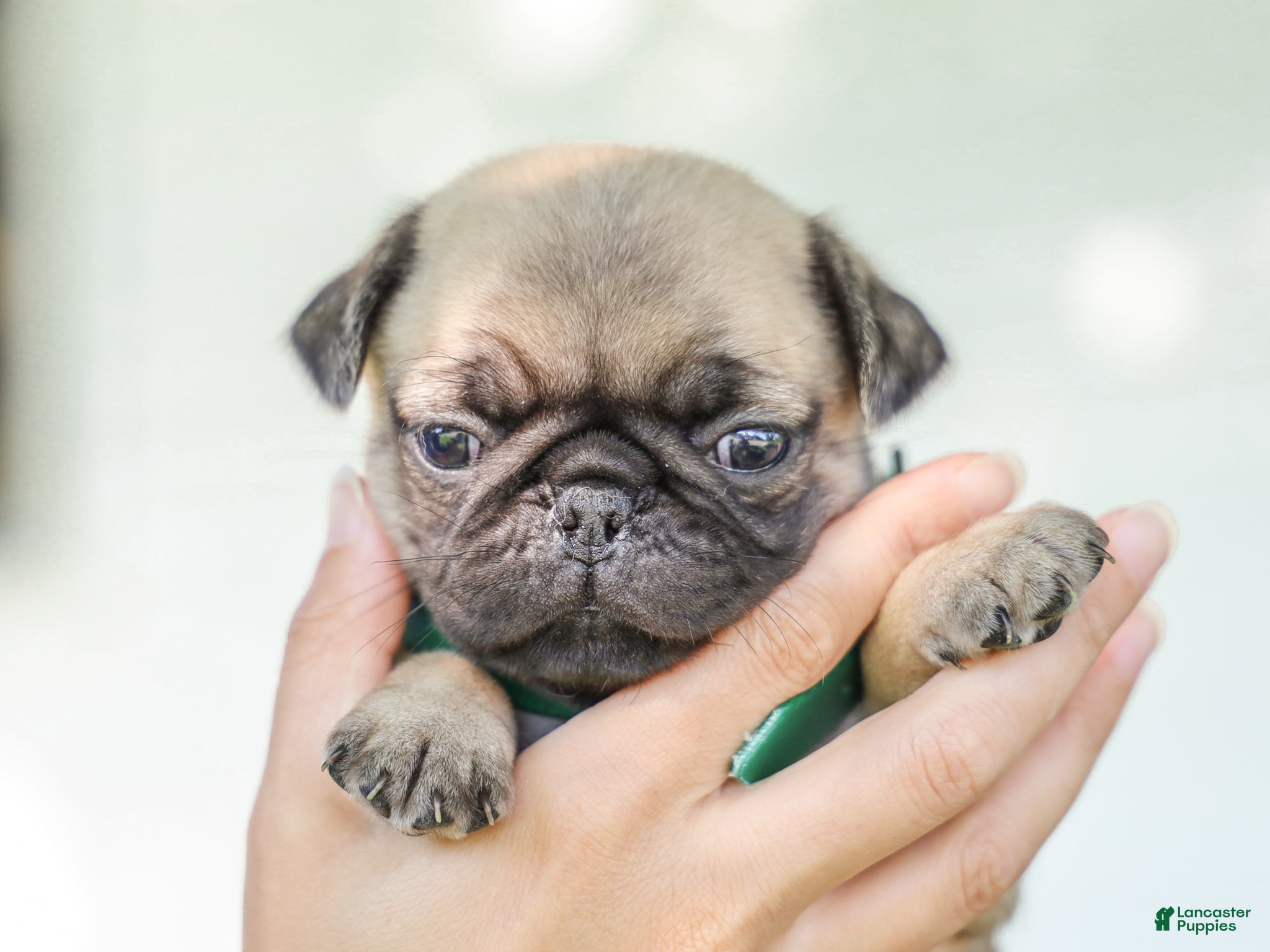 Pug dogs Arizona Purebred Pug - Ad 1
