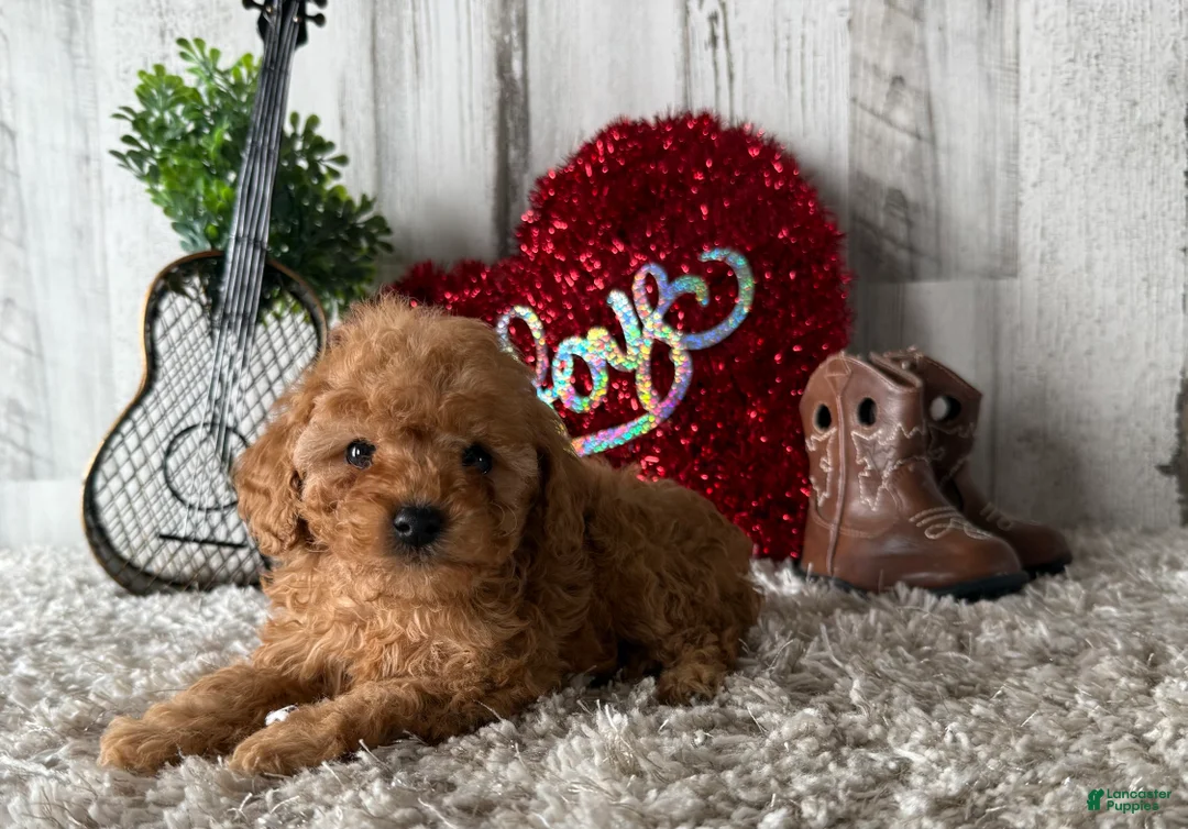 Toy Poodle dogs for sale: Viggo - Ad 4