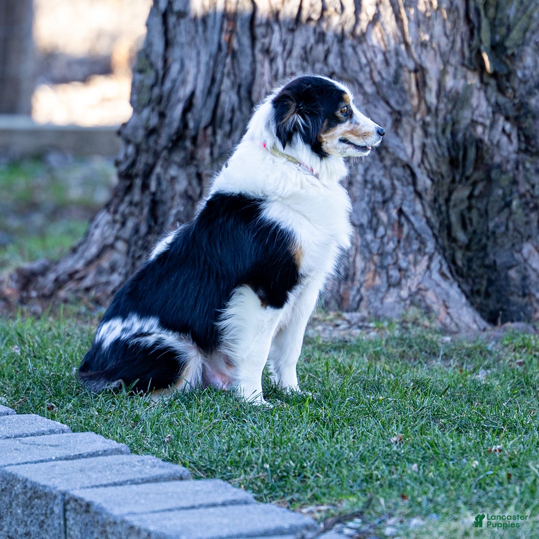 Miniature Australian Shepherd dogs for sale: George - Ad 5