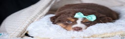 Miniature Australian Shepherd dogs for sale: SHADOW - Ad 13