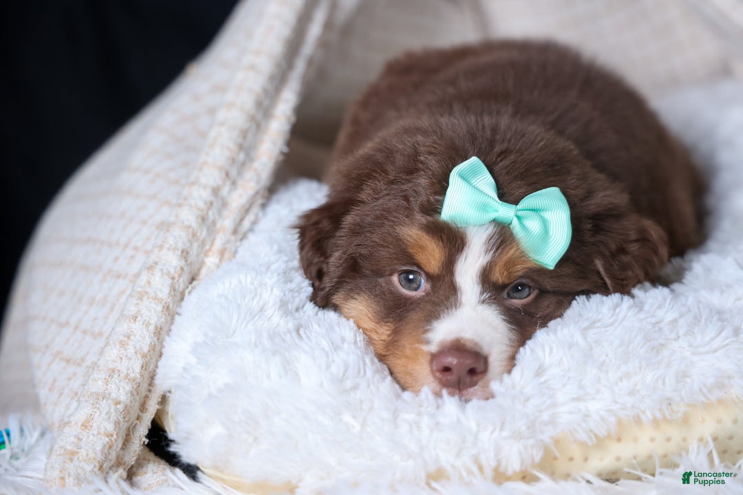 Miniature Australian Shepherd dogs for sale: SHADOW - Ad 13