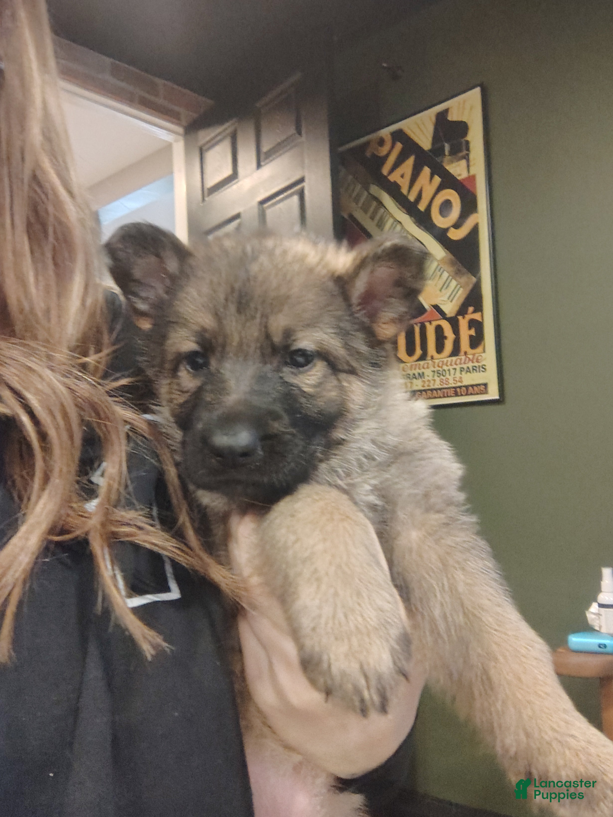 German Shepherd dogs for sale: Lilly - Ad 2