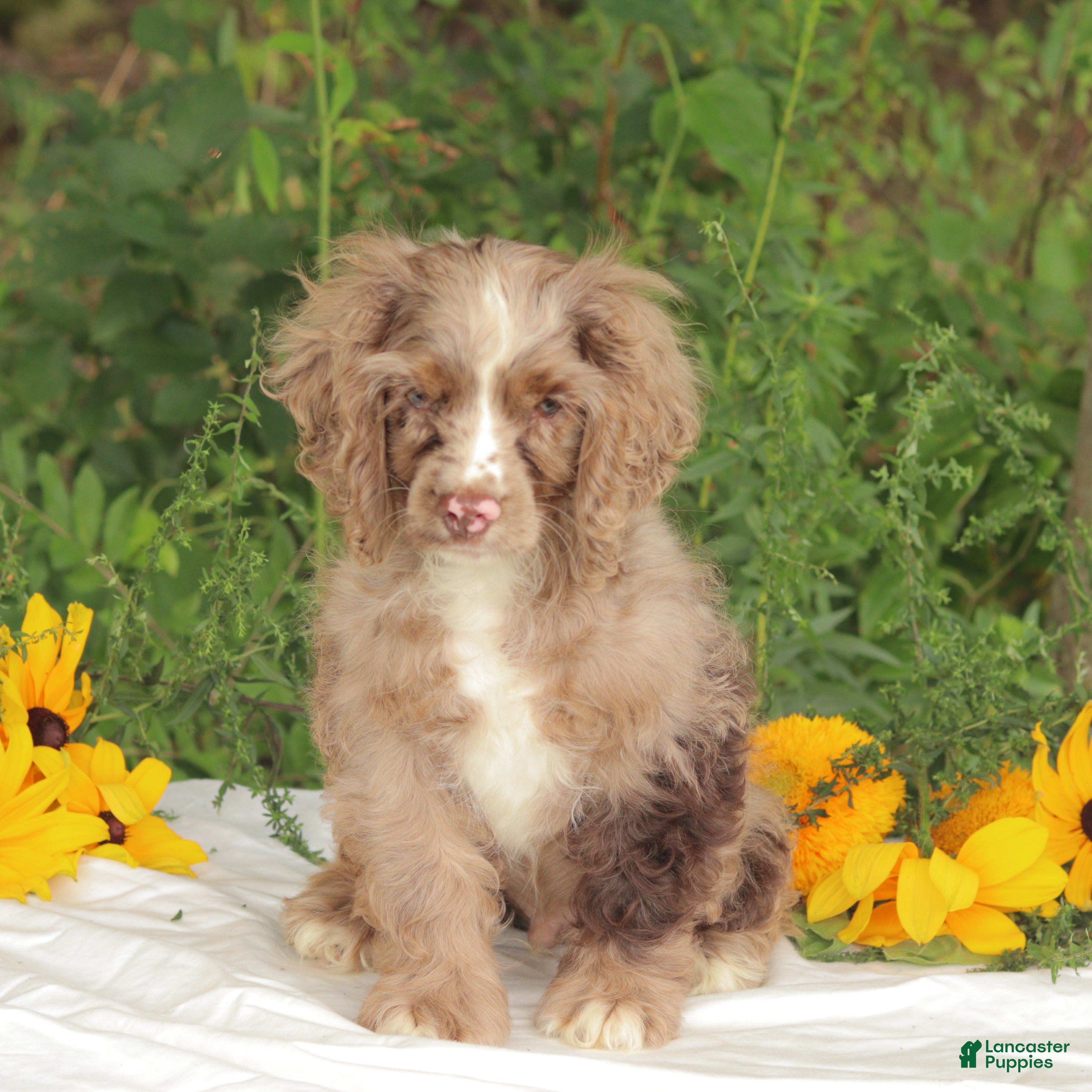 Cocker Spaniel dogs Cooper - Ad 33