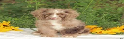 Cocker Spaniel dogs for sale: Cooper - Ad 1