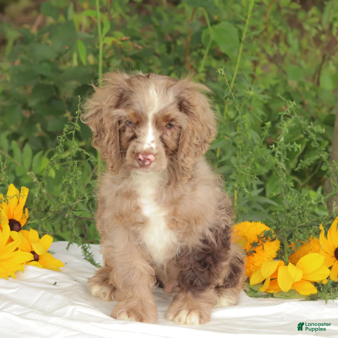 Cocker Spaniel dogs for sale: Cooper - Ad 1
