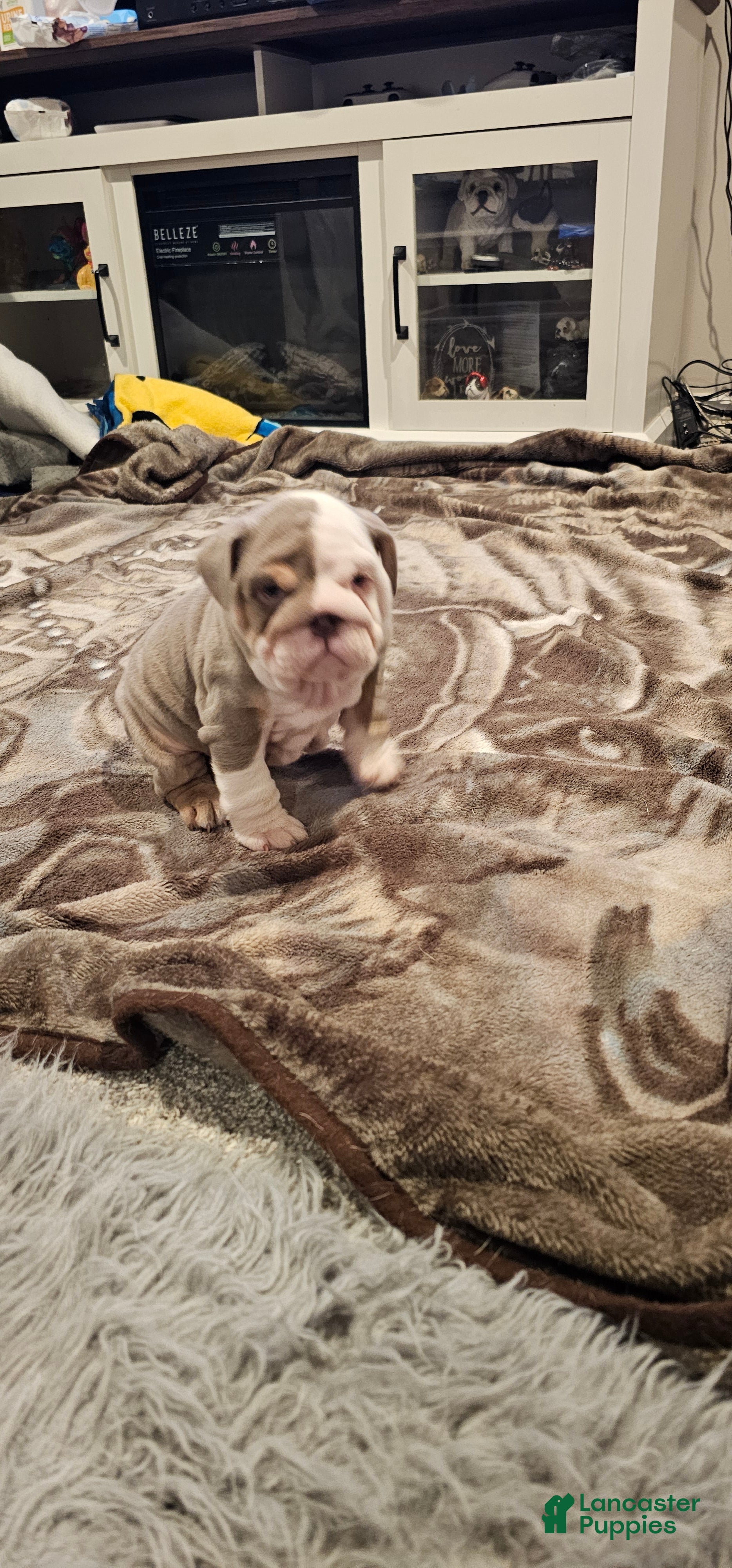 English Bulldog dogs English Bulldog 3 - Ad 2