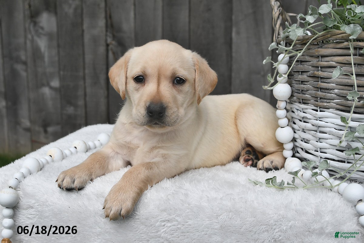 Labrador Retriever dogs Renae - Ad 1