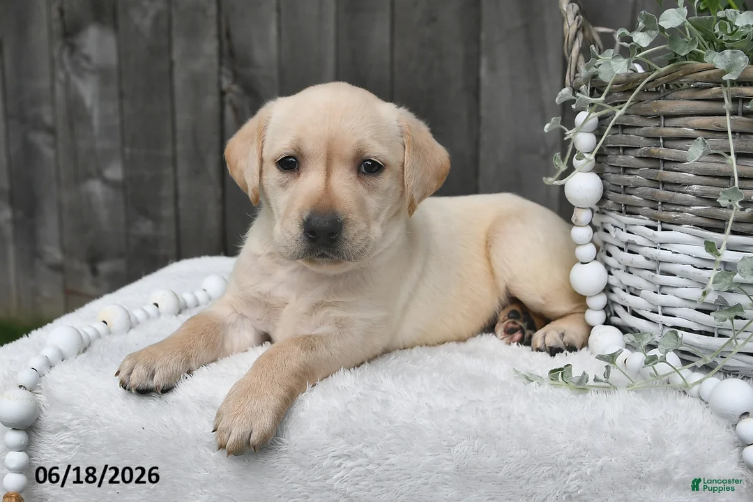 Labrador Retriever dogs for sale: Renae - Ad 1
