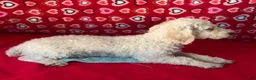 Toy Poodle dogs for sale: Milton - Ad 3
