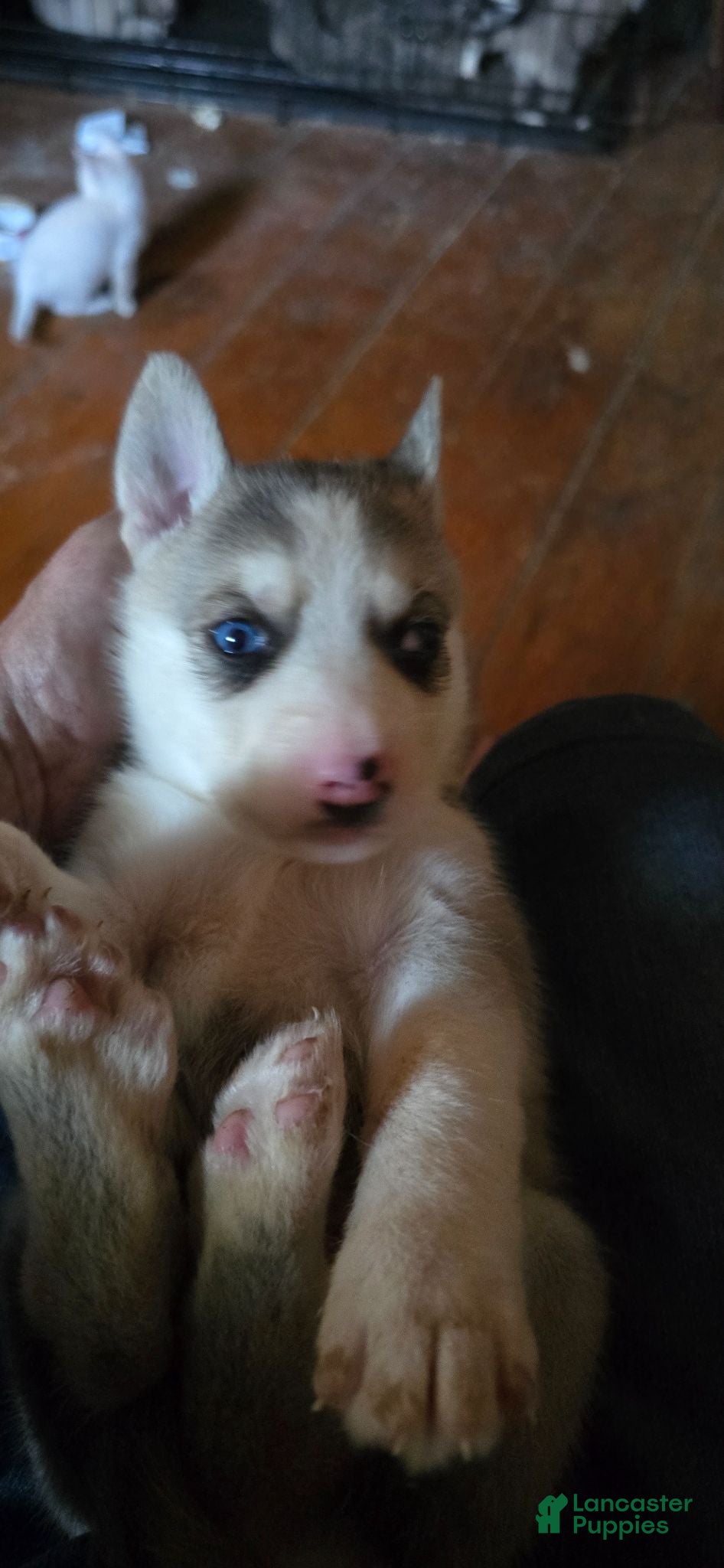 Gerberian Shepsky dogs Gerberian Shepsky 2 - Ad 2