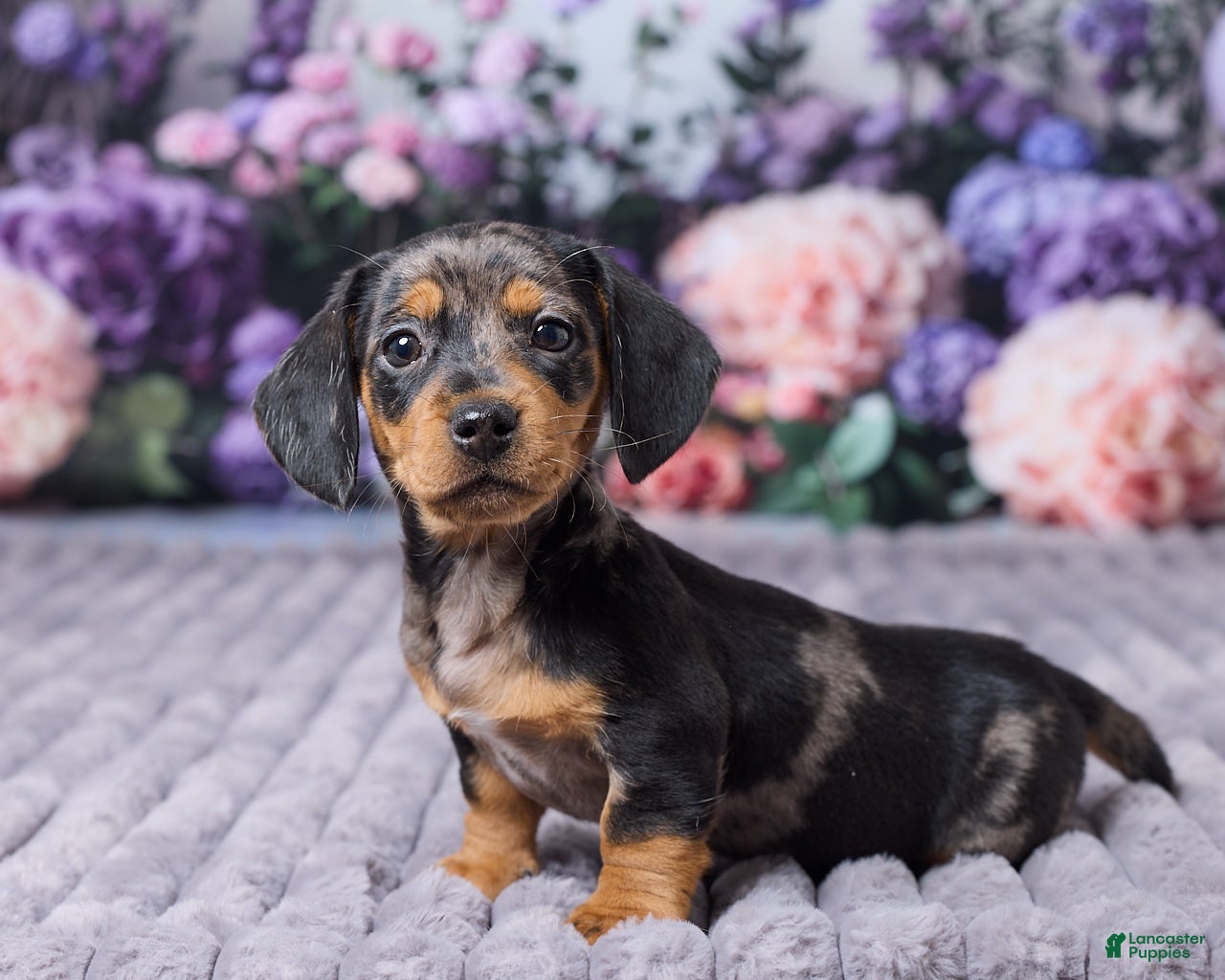 Miniature Dachshund dogs Bella - Ad 2