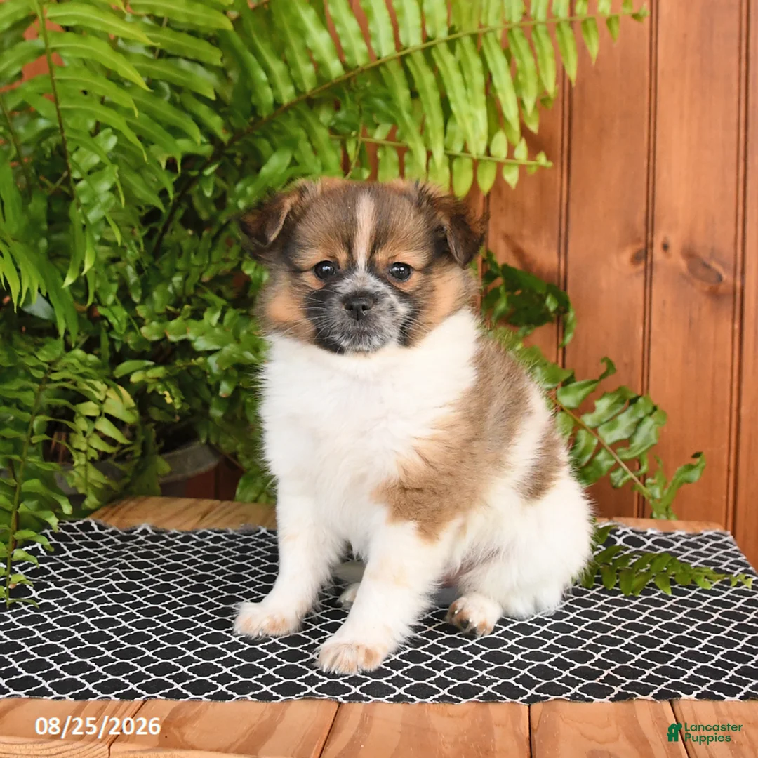 Mixed Breed dogs for sale: Pumpkin - Ad 3