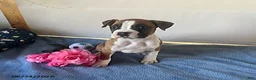 Boxer dogs for sale: Soraya - Ad 3