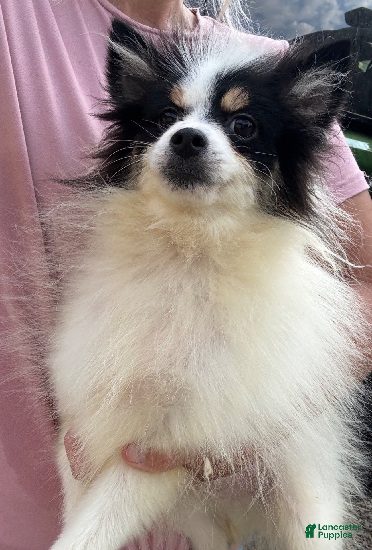 Pomsky dogs Trey - Ad 2