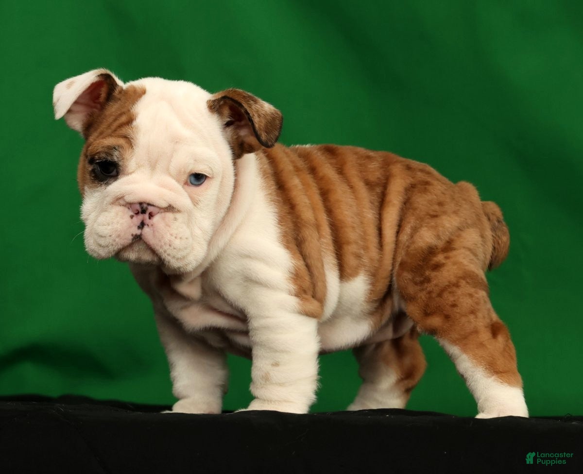 English Bulldog dogs Autumn - Ad 1