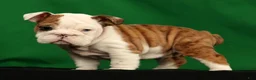 English Bulldog dogs for sale: Autumn - Ad 1