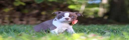Boston Terrier dogs for sale: Ariana - Ad 6