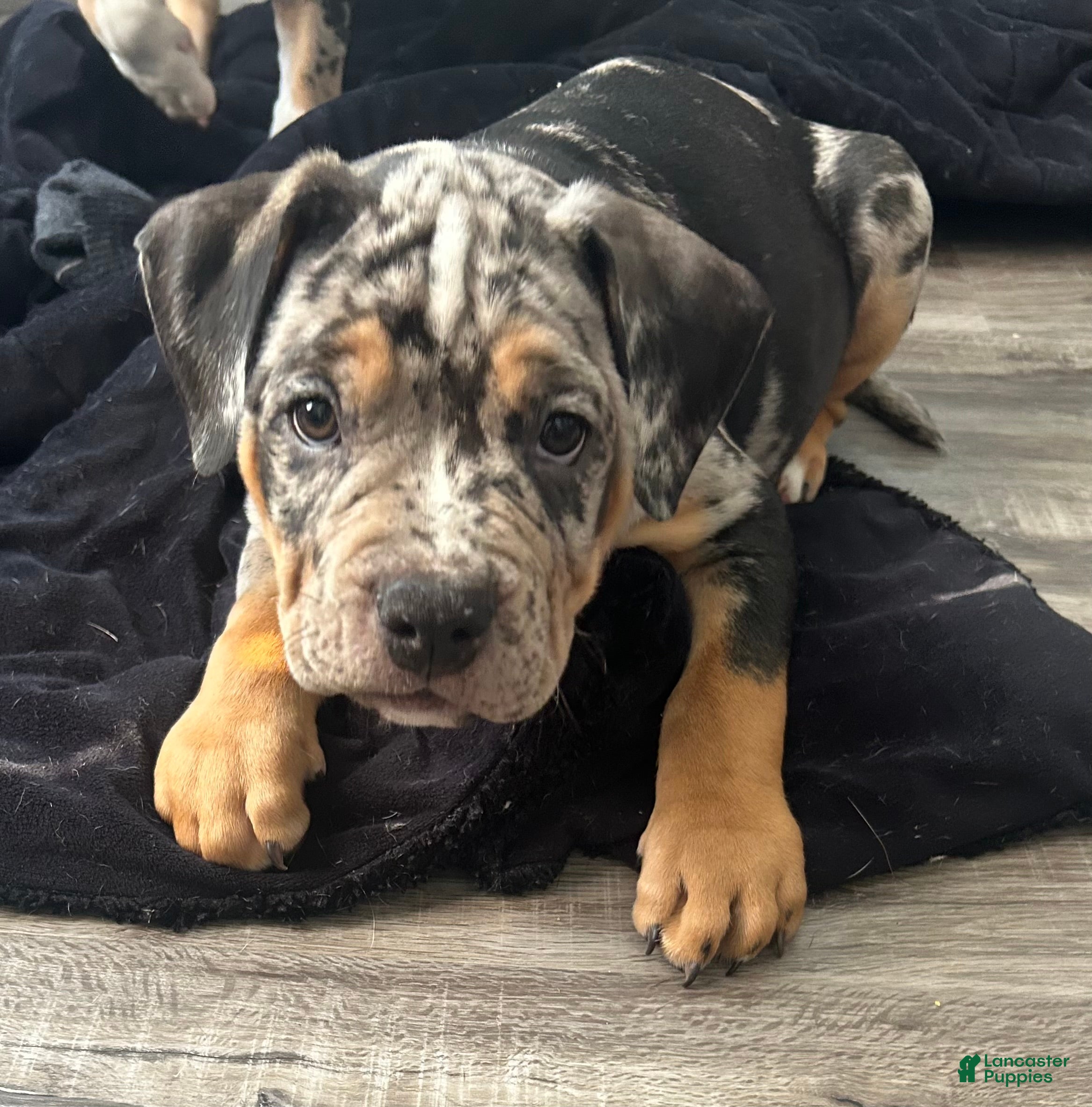 American Bully dogs American Bully 1 - Ad 28