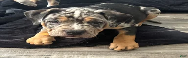 American Bully 1