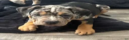 American Bully dogs for sale: American Bully 1 - Ad 1