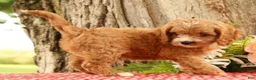 Cavapoo dogs for sale: Jasper - Ad 5