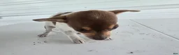 Chihuahua dogs for sale: Kendra - Ad 3