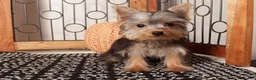 Yorkshire Terrier dogs for sale: Noah Loving Male Yorkie - Ad 4