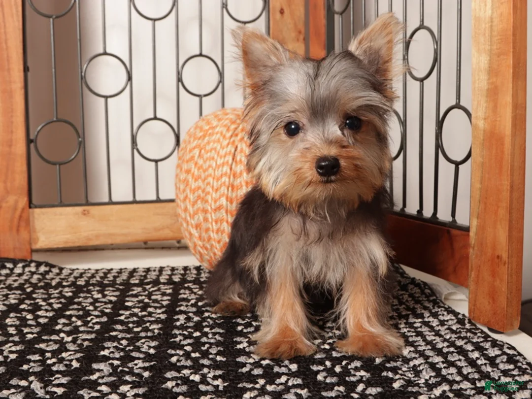 Yorkshire Terrier dogs for sale: Noah Loving Male Yorkie - Ad 4