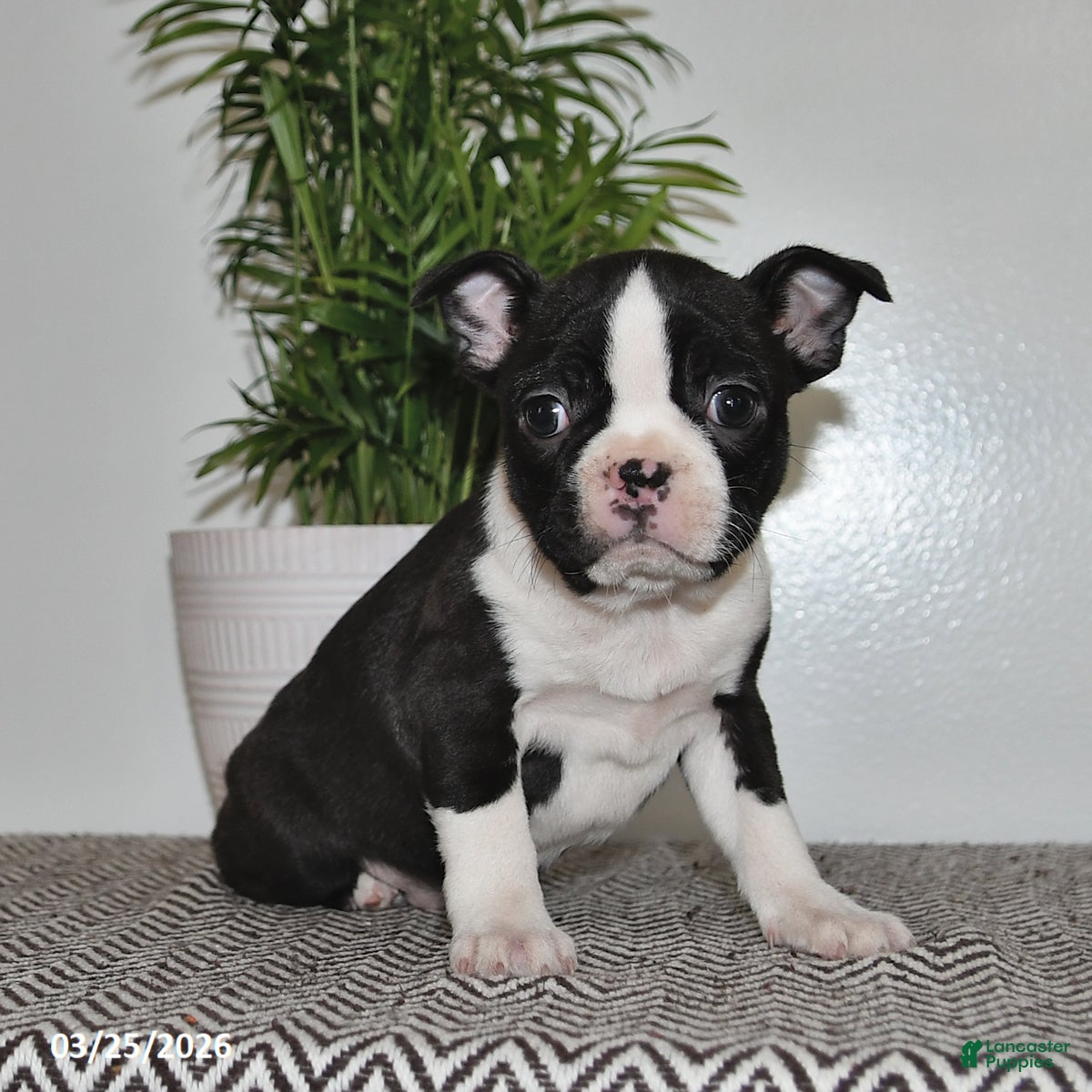 Boston Terrier dogs Paige - Ad 1