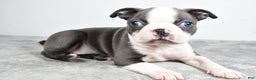 Boston Terrier dogs for sale: Mia - Ad 1