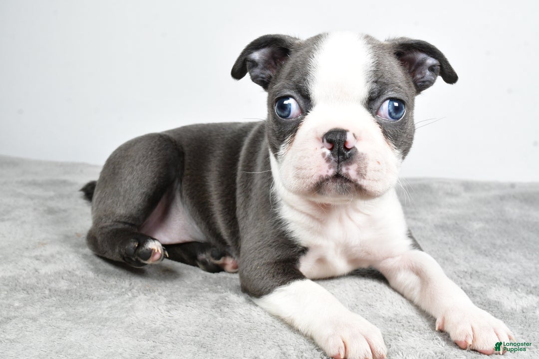 Boston Terrier dogs for sale: Mia - Ad 1