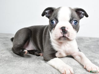 Boston Terrier dogs Mia - Ad 7