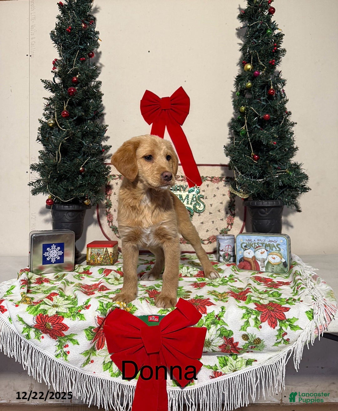 Miniature Labradoodle dogs for sale: Donna - Ad 1