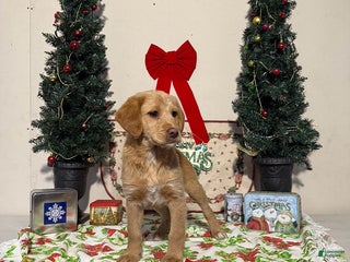 Miniature Labradoodle dogs Donna - Ad 10