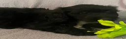 Bernedoodle dogs for sale: Sally - Ad 1
