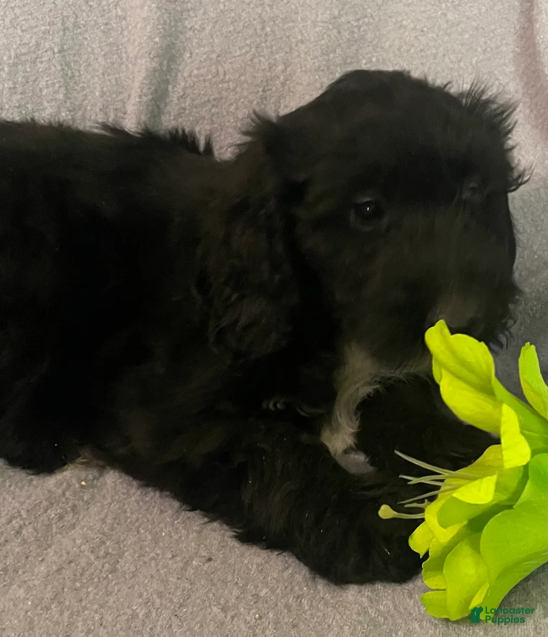 Bernedoodle dogs for sale: Sally - Ad 1