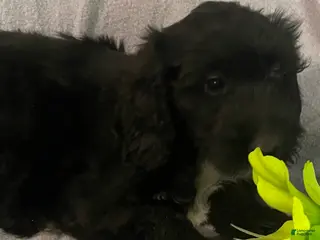 Bernedoodle dogs for sale: Sally - Ad 1