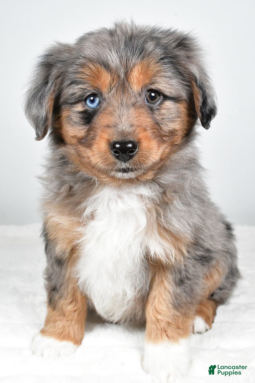 Miniature Australian Shepherd dogs for sale: Roscoe - Ad 3