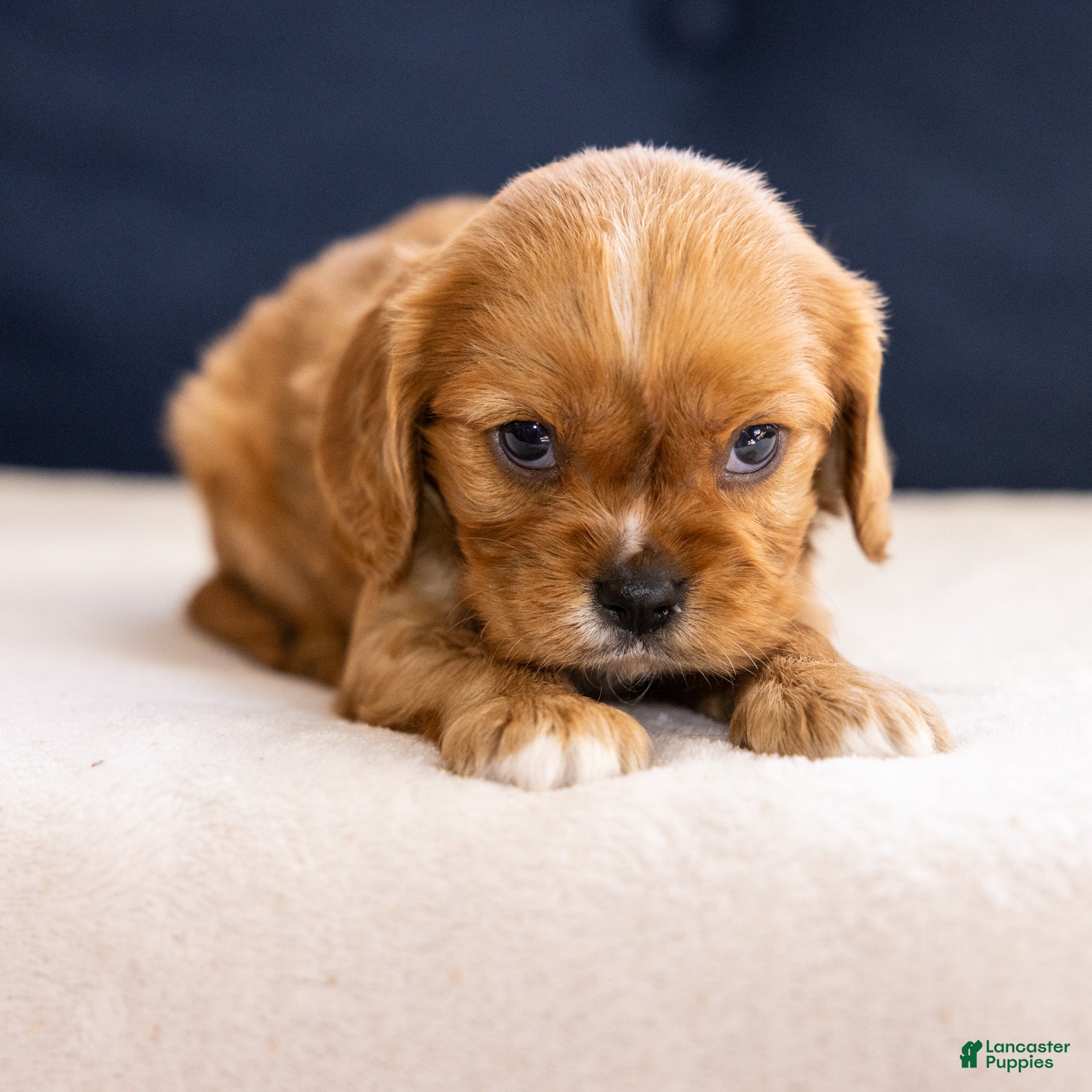 Cavalier King Charles Spaniel dogs Chuck - Ad 2