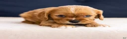 Cavalier King Charles Spaniel dogs for sale: Chuck - Ad 2