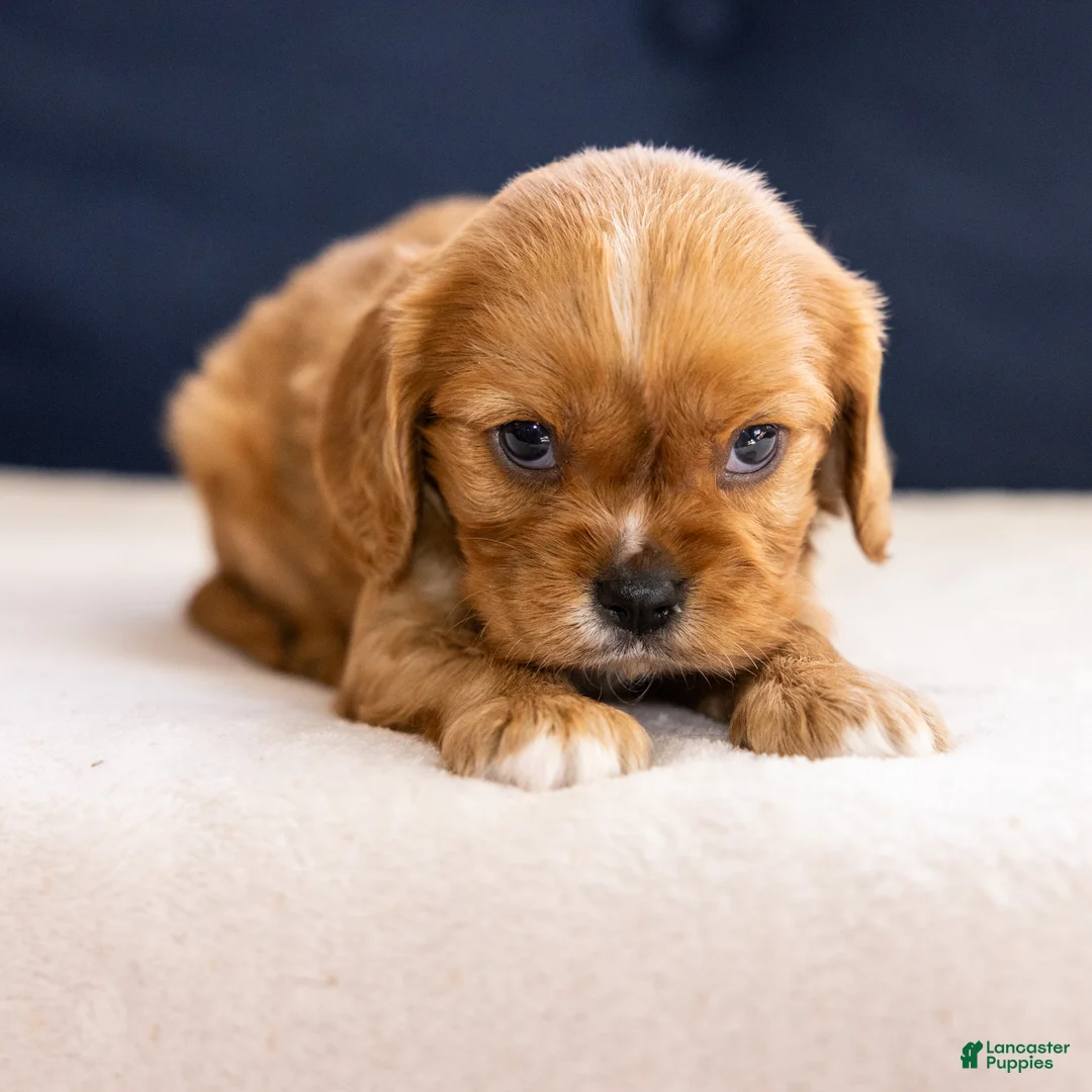 Cavalier King Charles Spaniel dogs for sale: Chuck - Ad 2