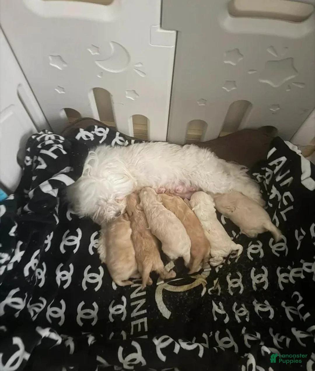 Maltipoo dogs for sale: Mira - Ad 2