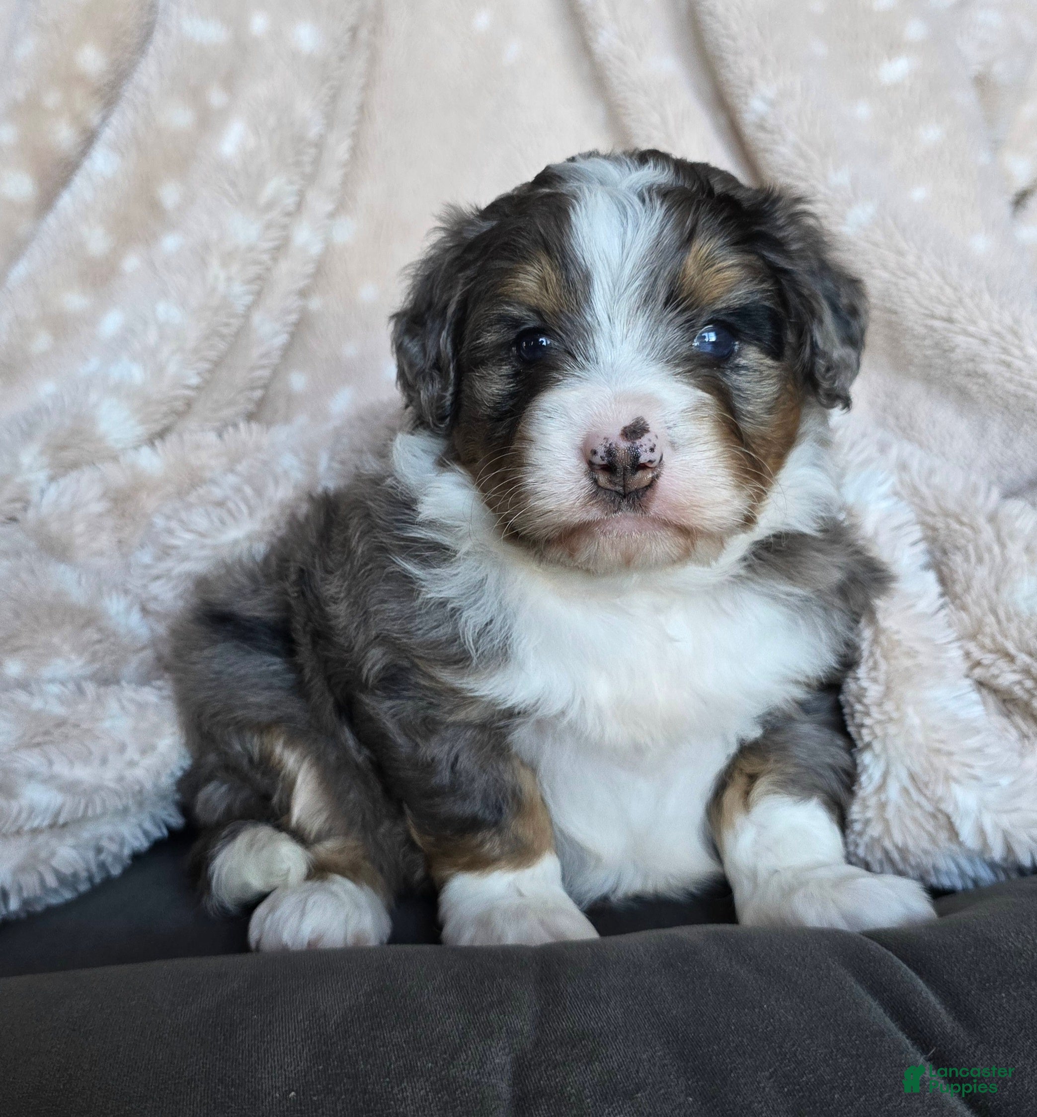 Mini Bernedoodle dogs for sale: Mini Callie - Ad 1