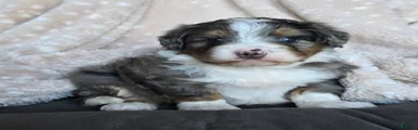 Mini Callie