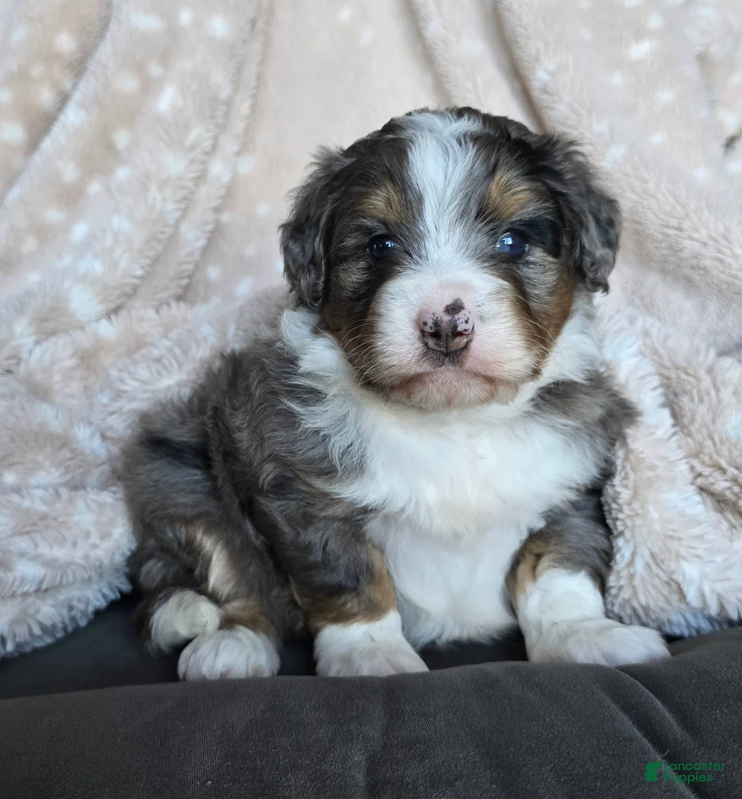 Mini Bernedoodle dogs for sale: Mini Callie - Ad 1