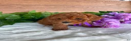 Cavapoo dogs for sale: Miss Tulip - Ad 5